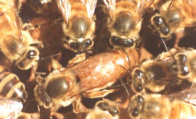 queen.jpg (39113 bytes)