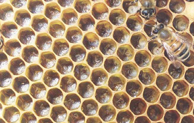 Young Larvae